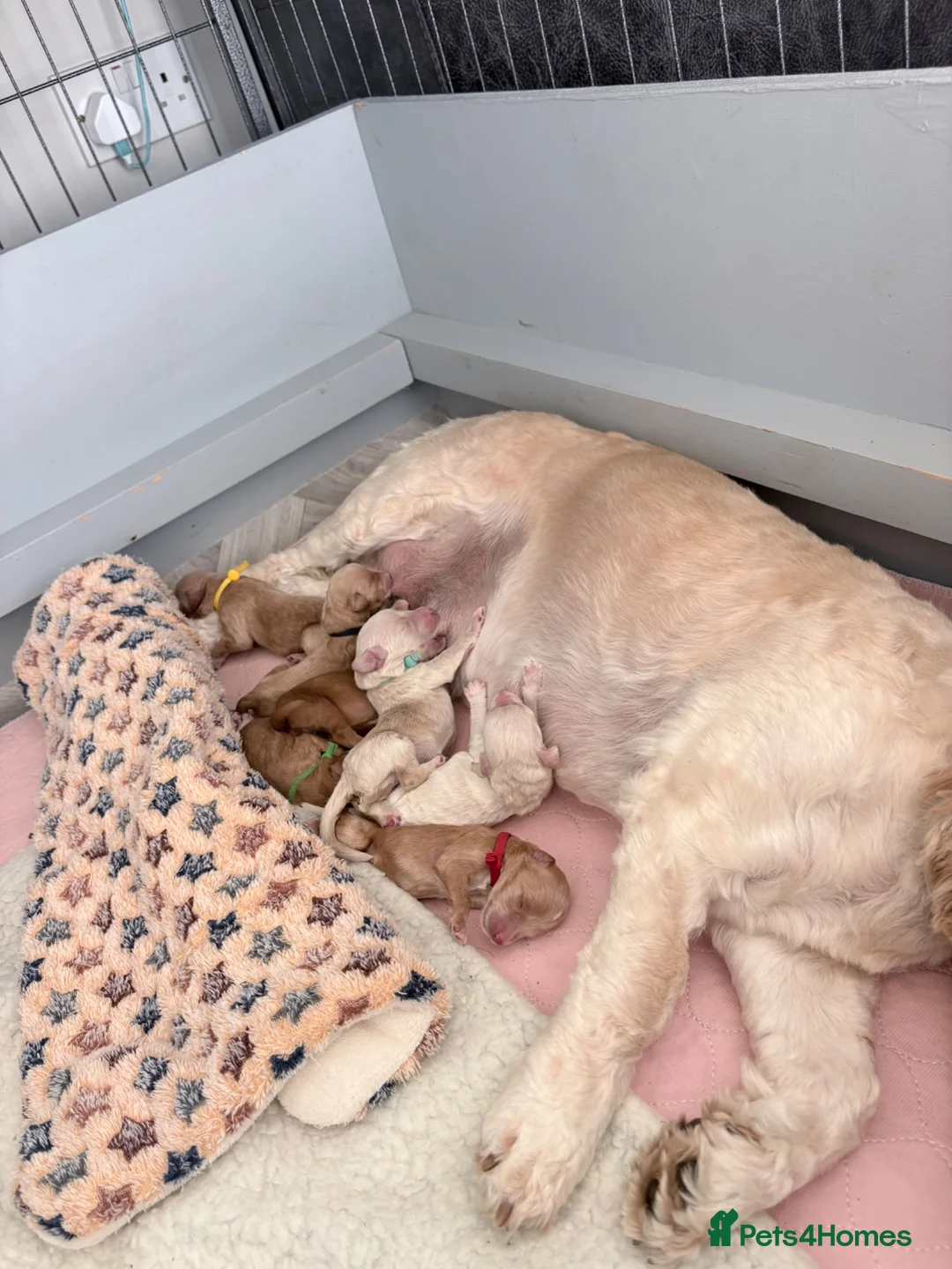 Cockapoo dogs for stud: Stunning Fully Health Tested F2b Cockapoo Proven ! - Advert 2