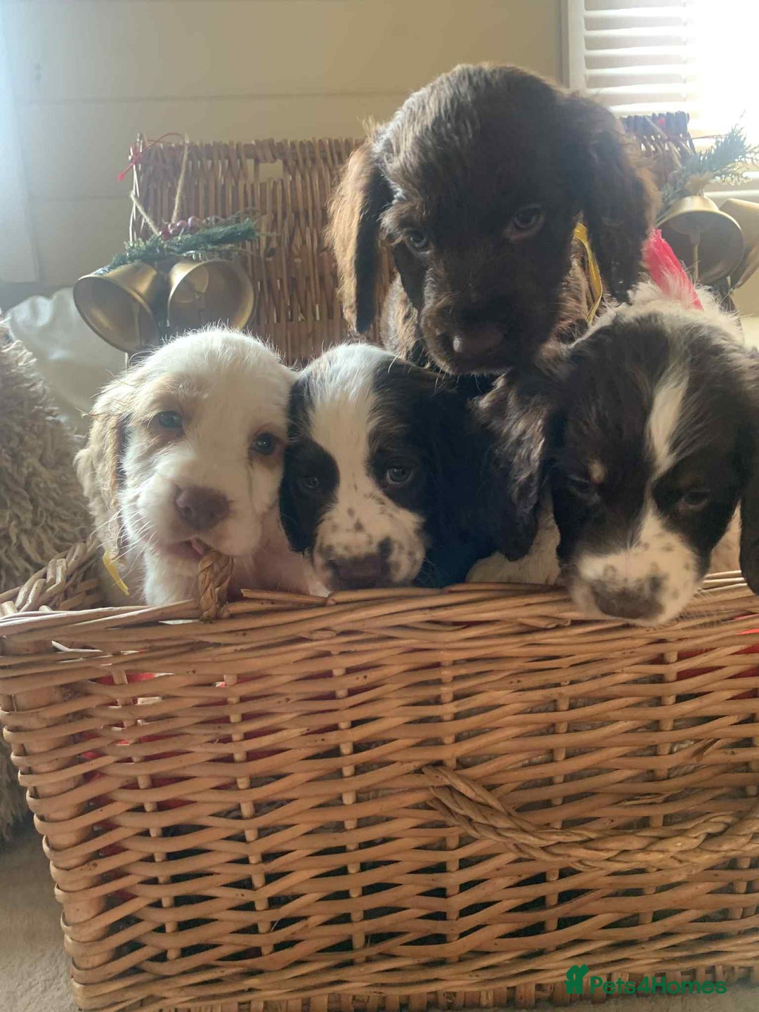 Cocker Spaniel dogs for sale: Beautiful cocker spaniel pups - Advert 5