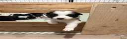 Border Collie dogs for sale: ✨Mimi Lolita’s litter has arrived✨ in Market Rasen - Advert 25