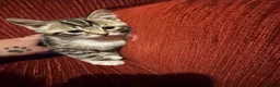 Mixed Breed cats for sale: 2 perfect boy kittens ready to leave  - Advert 8