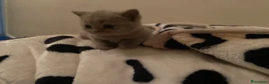 British Shorthair 4