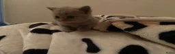 British Shorthair cats for sale: 1 PEDIGREE LILAC BSH GIRL REMAINING  - Advert 7