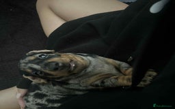 Miniature Dachshund dogs for sale: Venus is a mama to 5! - Image 33