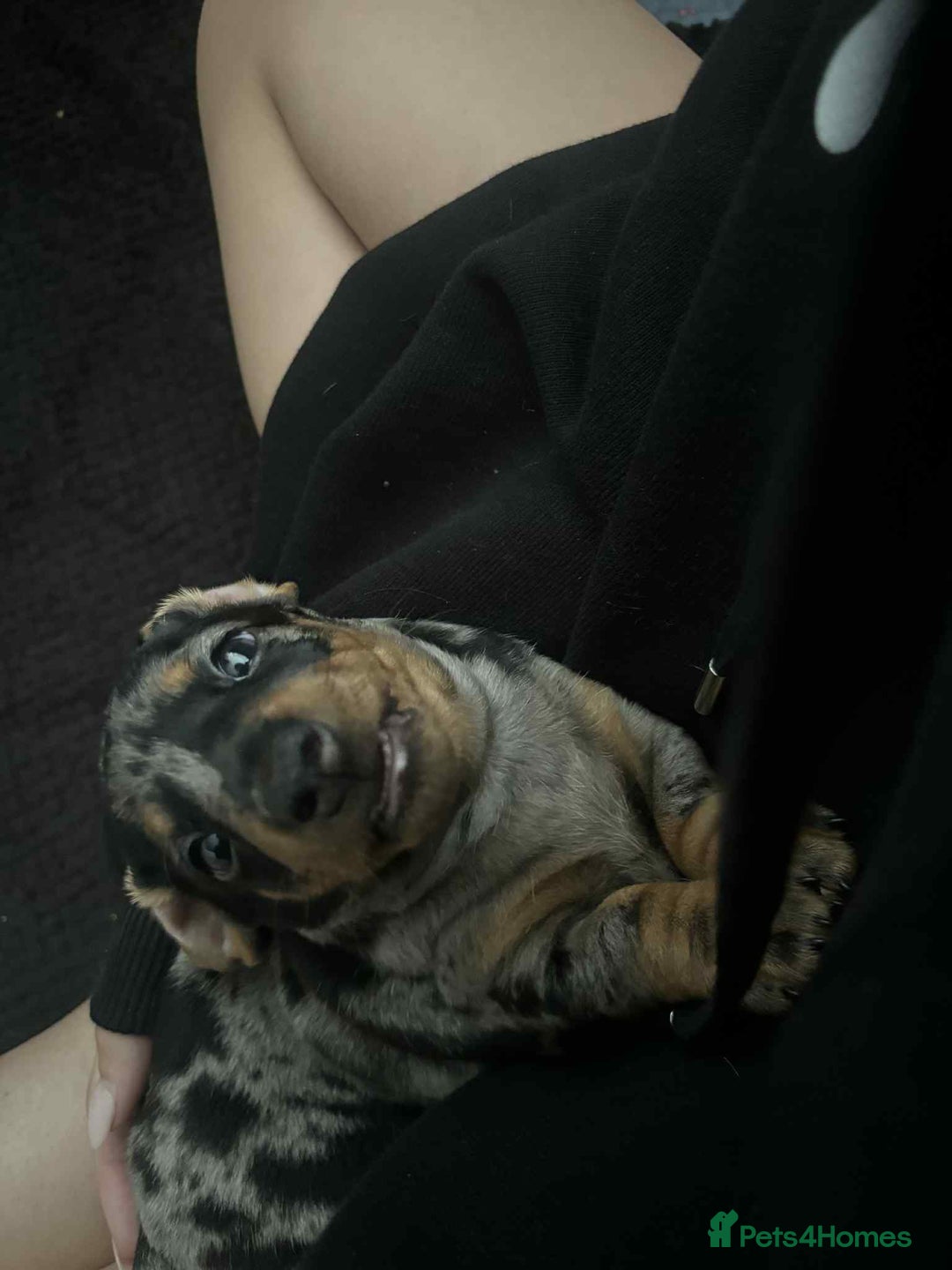 Miniature Dachshund dogs for sale: Venus is a mama to 5! - Image 33