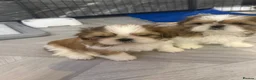 Shih Tzu dogs for sale: Stunning breed standard Shih Tzus  - Advert 13