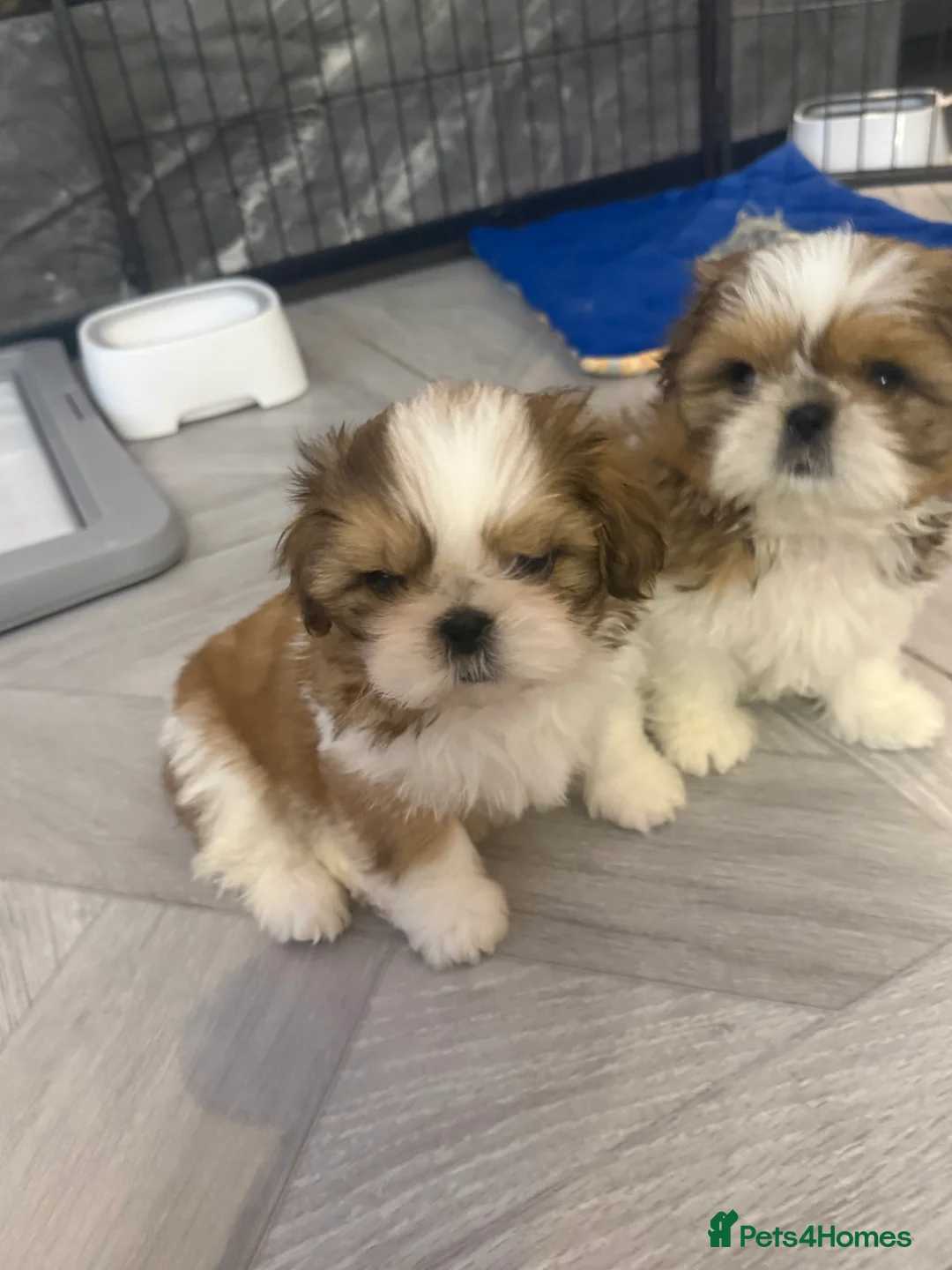 Shih Tzu dogs for sale: Stunning breed standard Shih Tzus  - Advert 13
