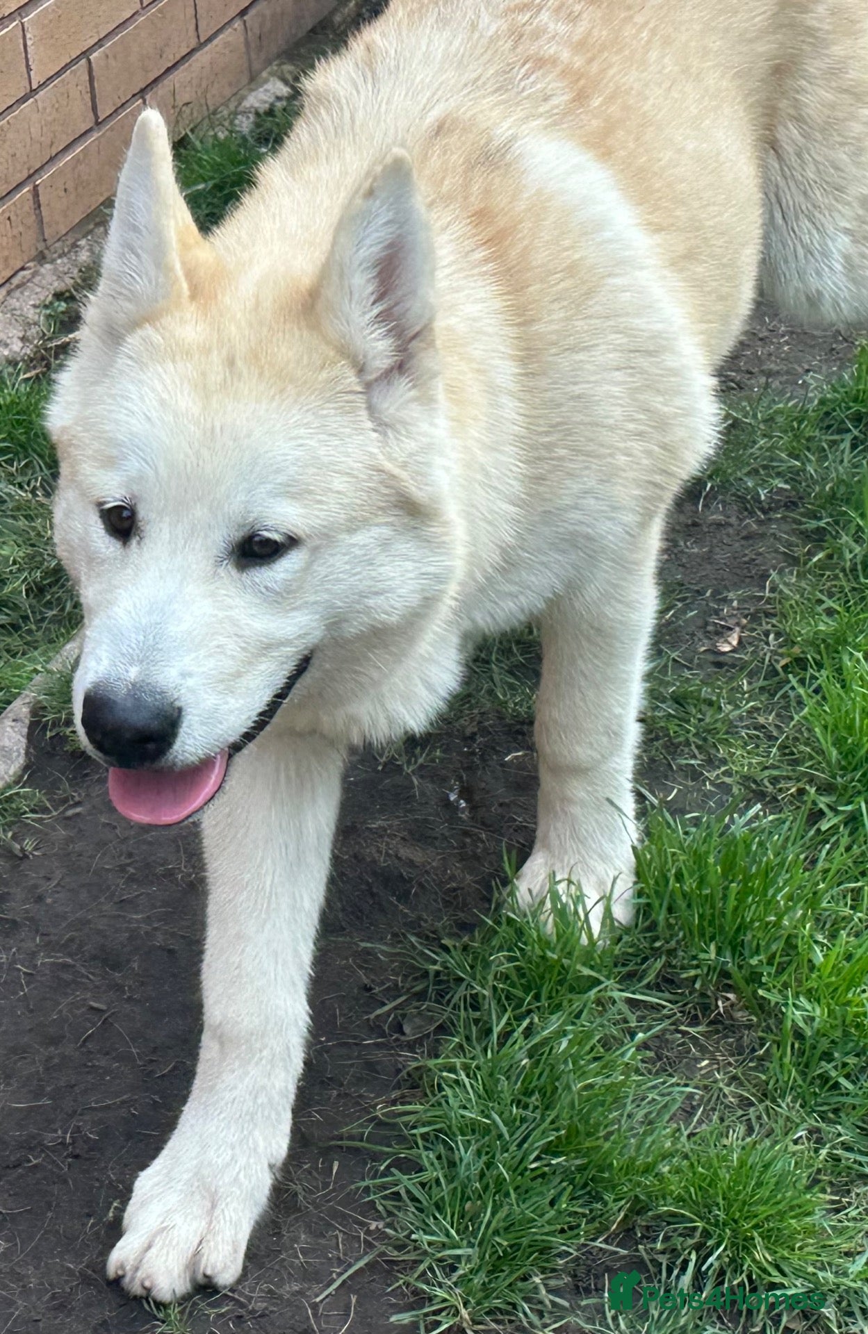 Alaskan Malamute dogs 1 female remaining - Advert 1