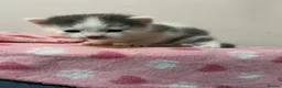 Mixed Breed cats for sale: Gorgeous Kittens  - Advert 9