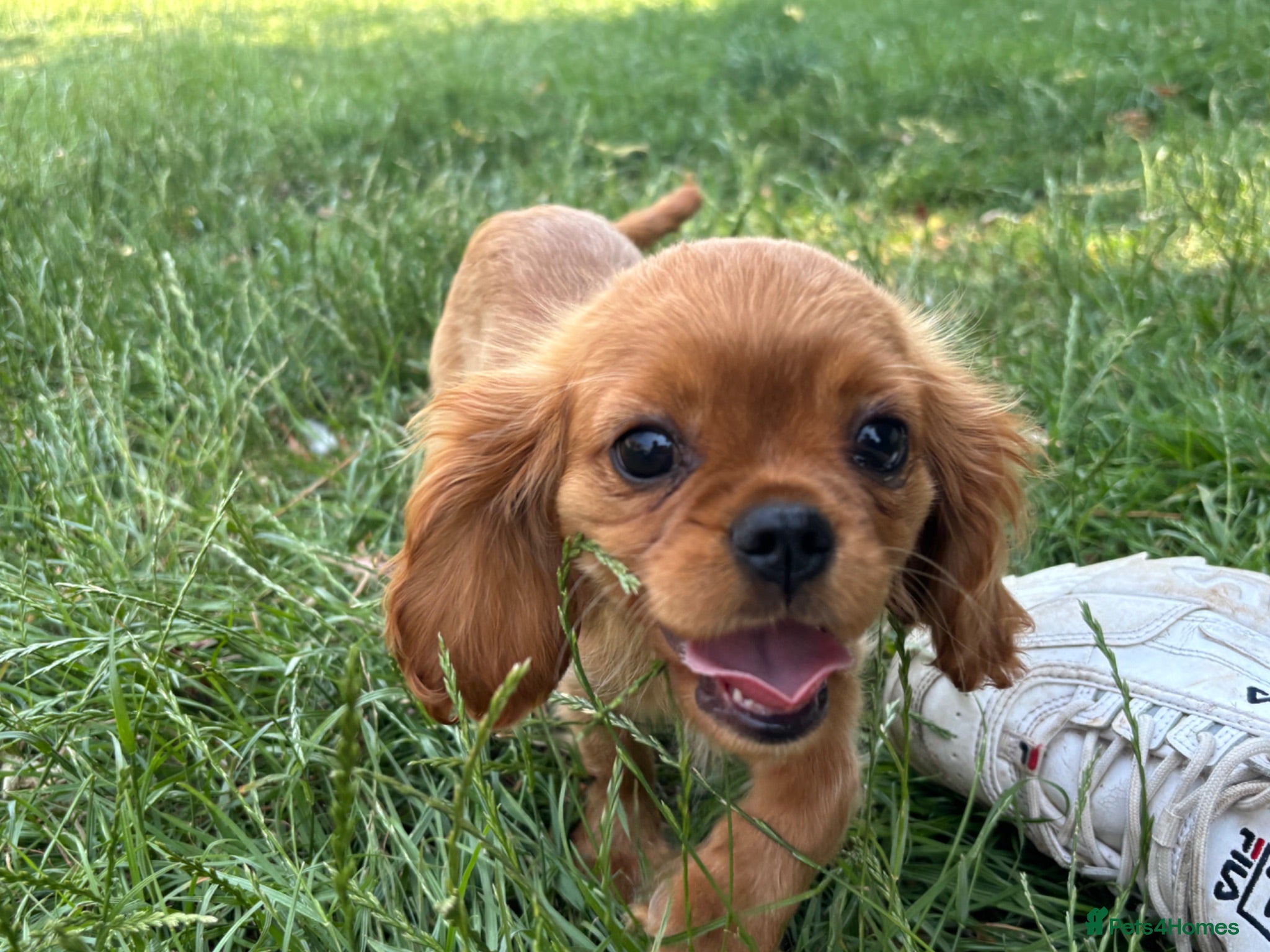 Cavalier King Charles Spaniel dogs Ruby Cavalier King Charles Spaniel Puppy’s  - Advert 2