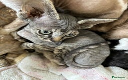 Devon Rex cats for sale: Devon Rex Kittens - Image 2