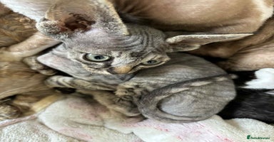 Devon Rex cats - Advert 1