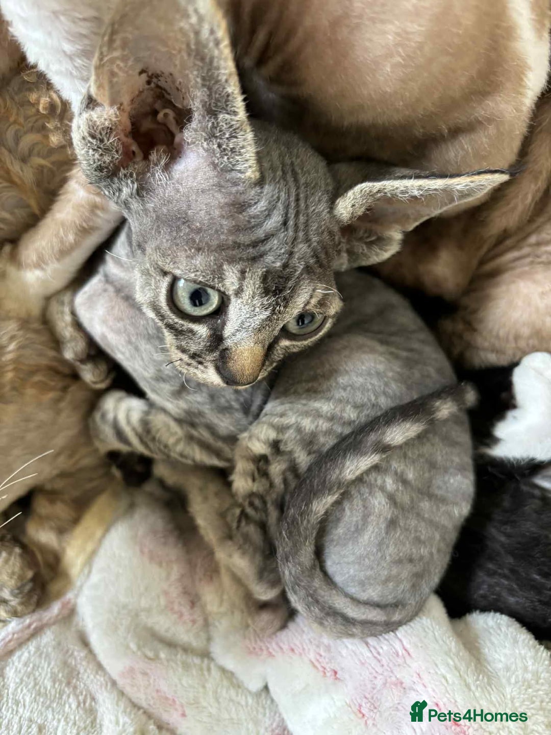 Devon Rex cats for sale: Devon Rex Kittens - Image 2