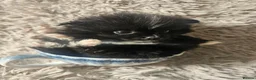 Pomeranian dogs for sale: Beautiful Pomeranian 🥰 in Mansfield - Advert 5