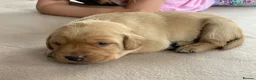 Labrador Retriever dogs for sale: KC Labrador puppies - Advert 7