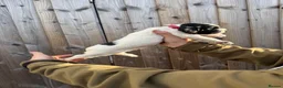English Springer Spaniel dogs for sale: English springer spaniels puppies  - Advert 15
