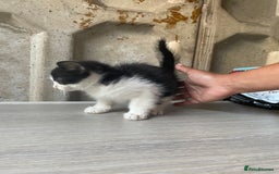 Domestic Shorthair cats for sale: Cute little domestic kittens  - Image 6