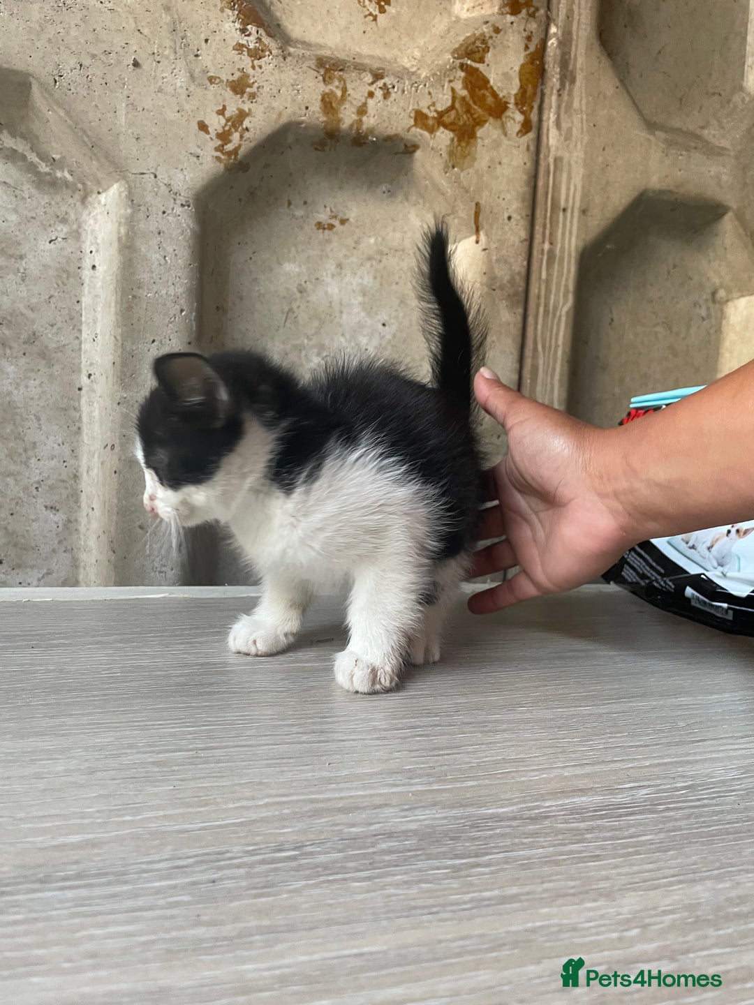 Domestic Shorthair cats for sale: Cute little domestic kittens  - Image 6