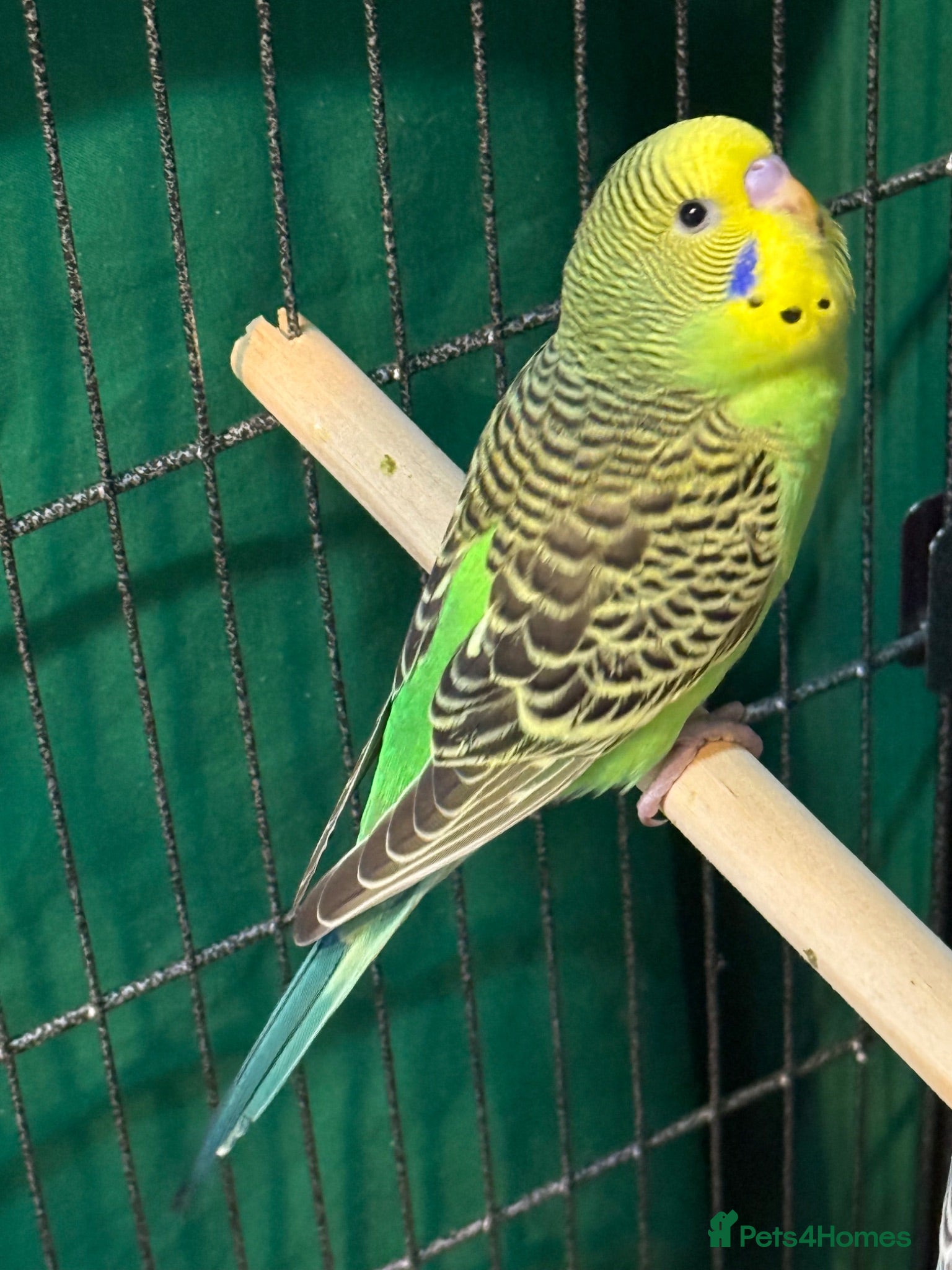 Budgerigars birds 9 week old baby budgies available in Runcorn - Advert 2