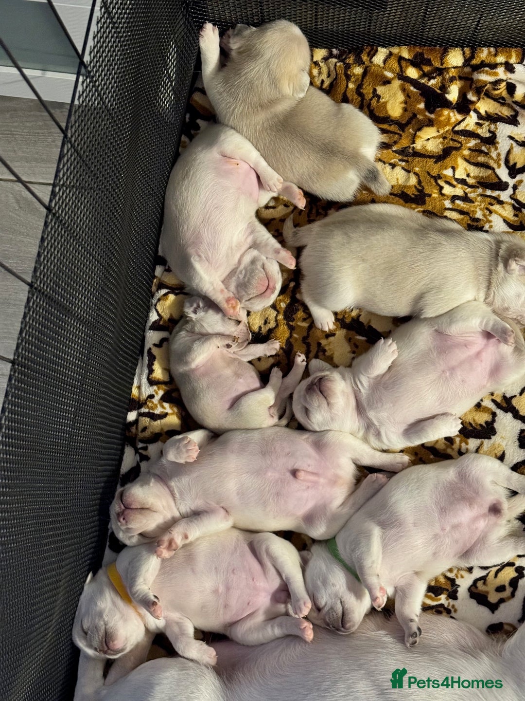 Pug dogs for sale: beautiful rare colour pug puppies - Advert 14