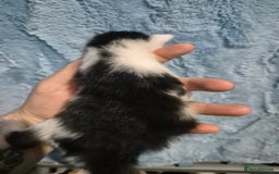 Mixed Breed cats for sale: Gorgeous kittens long and short haired - Image 27