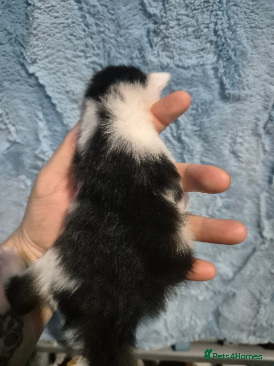 Mixed Breed cats for sale: Gorgeous kittens long and short haired - Image 27