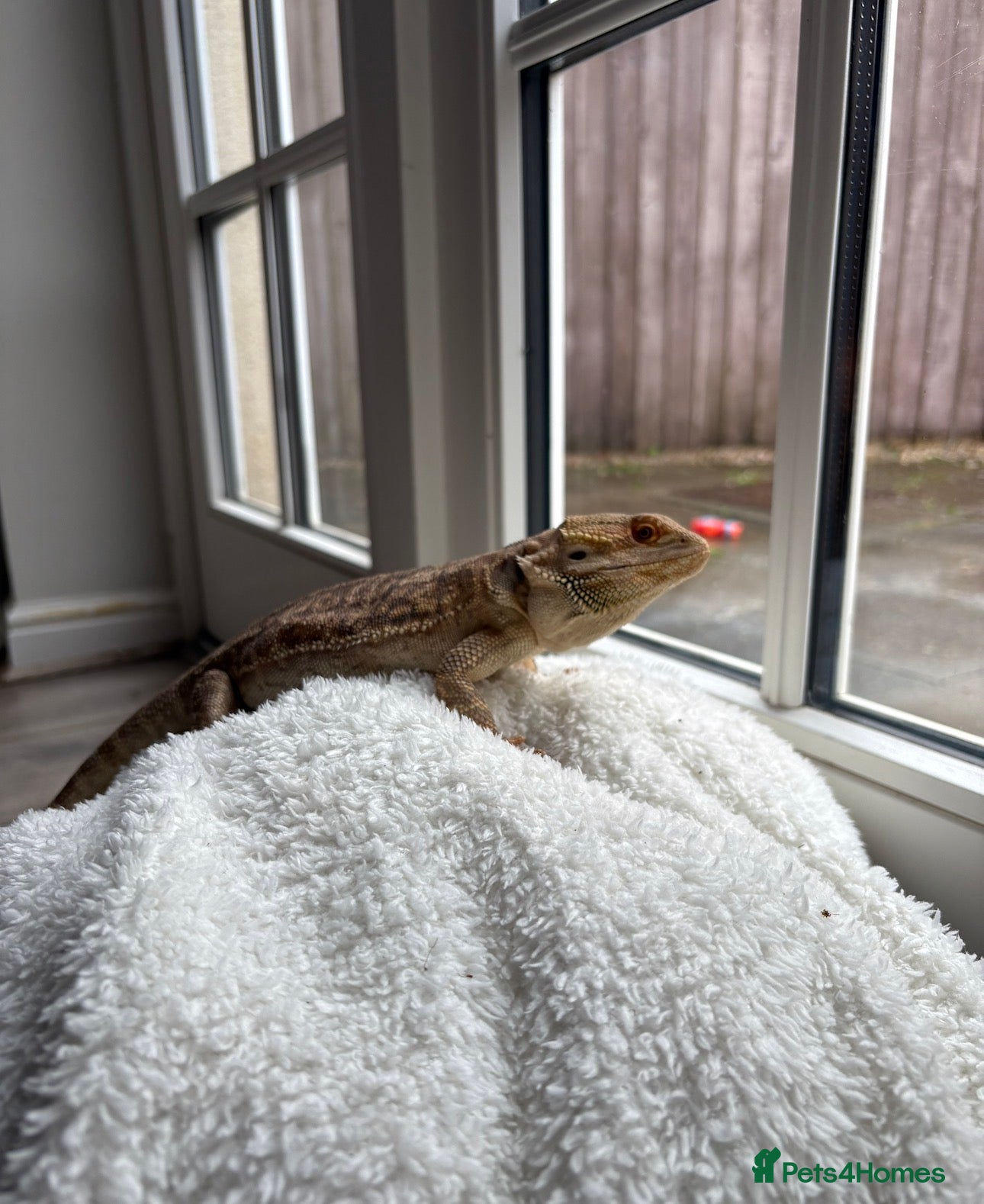 Bearded Dragon reptiles 1 year old, Bearded Dragon - Full Setup Included  - Advert 3