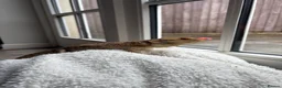 Bearded Dragon reptiles for sale: 1 year old, Bearded Dragon - Full Setup Included  - Advert 1