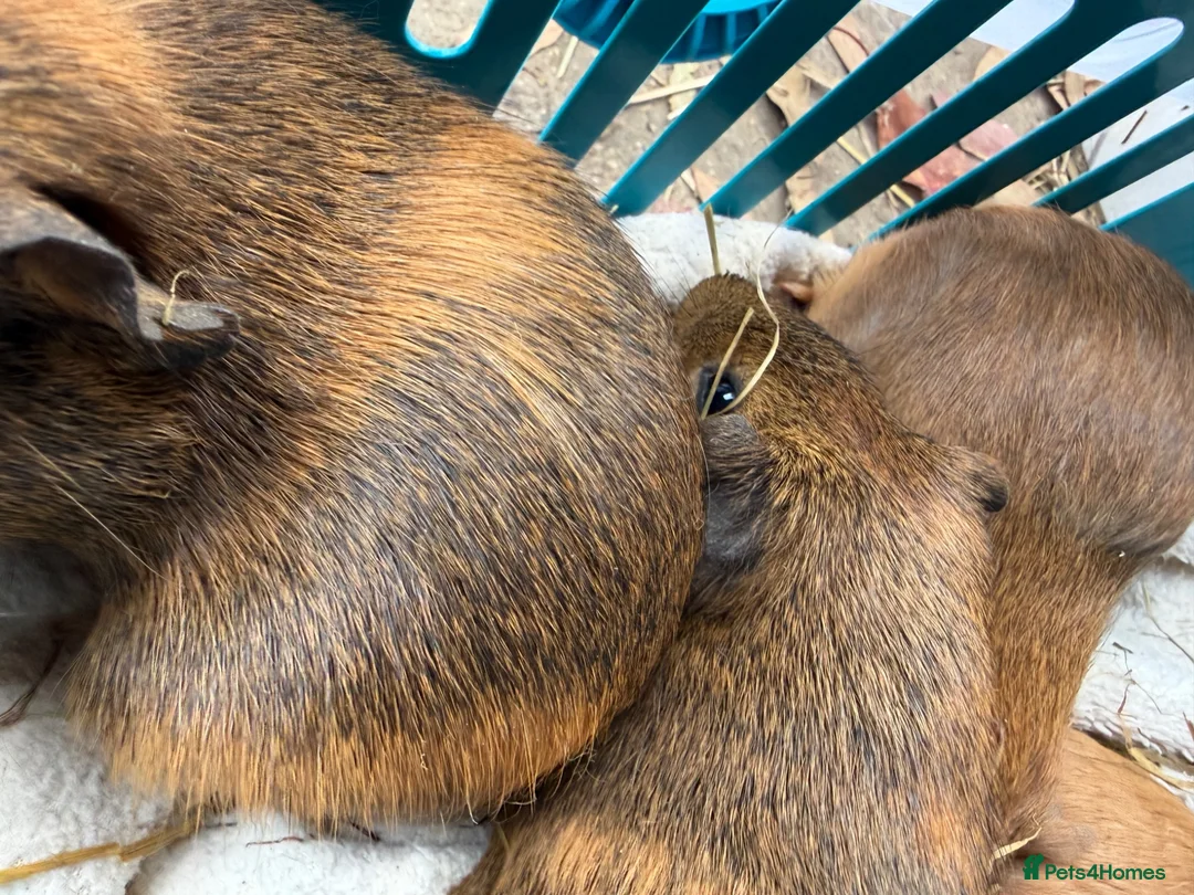 Guinea Pig rodents for sale: 4 x brindle Abbyssinian cross boys - Advert 2