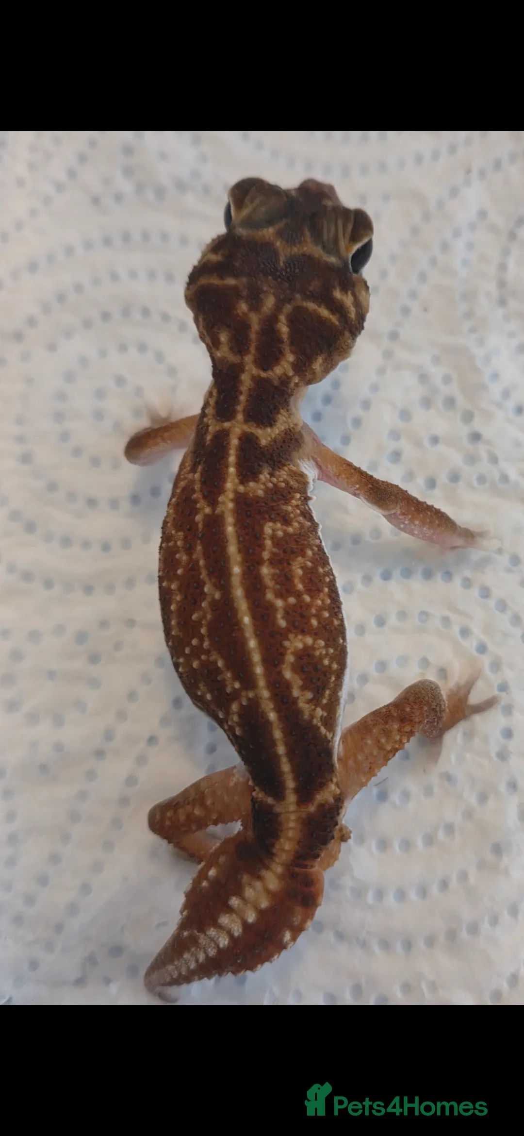 Gecko reptiles for sale: Smooth knob-tailed gecko  - Advert 5