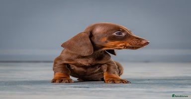 Miniature Dachshund dogs - Advert 3