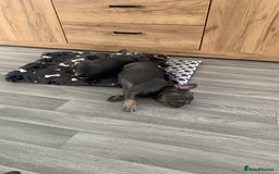 French Bulldog dogs for sale: sociable chunky pups - Image 2