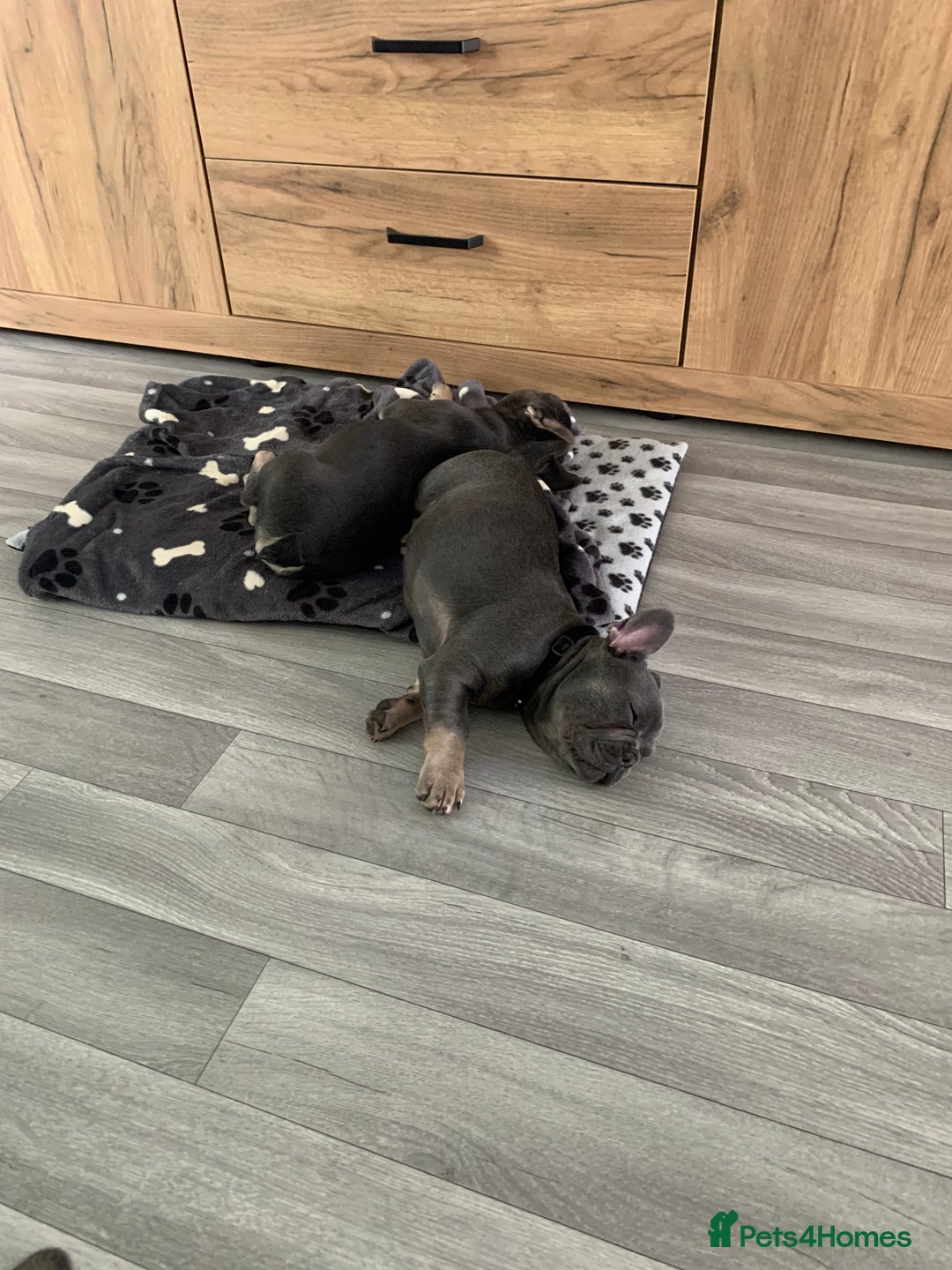 French Bulldog dogs for sale: sociable chunky pups - Image 2
