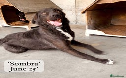 Mixed Breed dogs for adoption: Sombra, 1.5 yrs approx  Available for adoption  in Brixham - Image 21