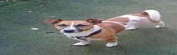 Jack Russell dogs for sale: Male Jack Russell for sale - Advert 5