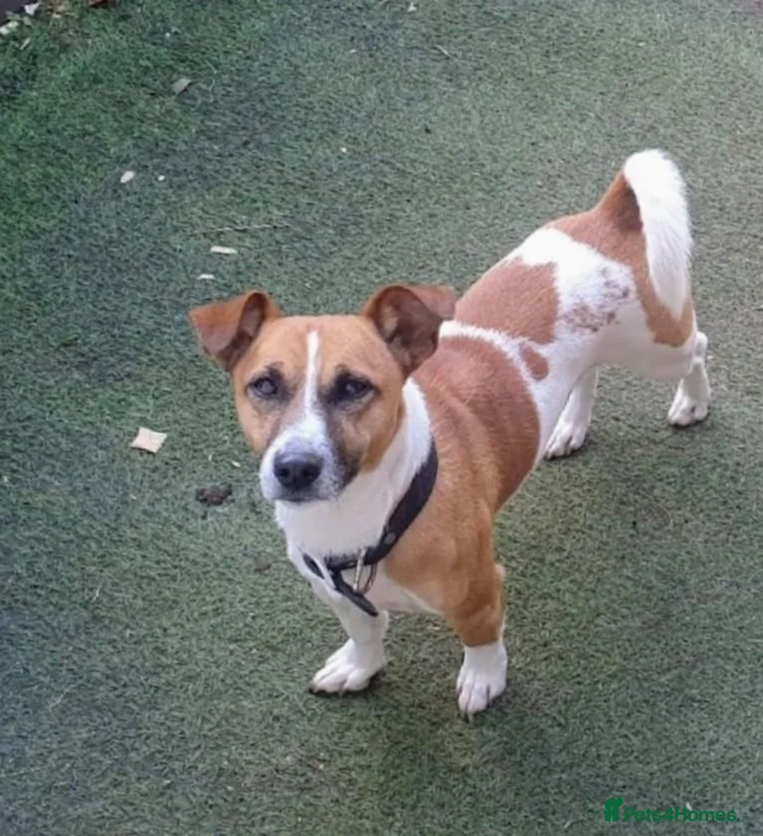 Jack Russell dogs for sale: Male Jack Russell for sale - Advert 5
