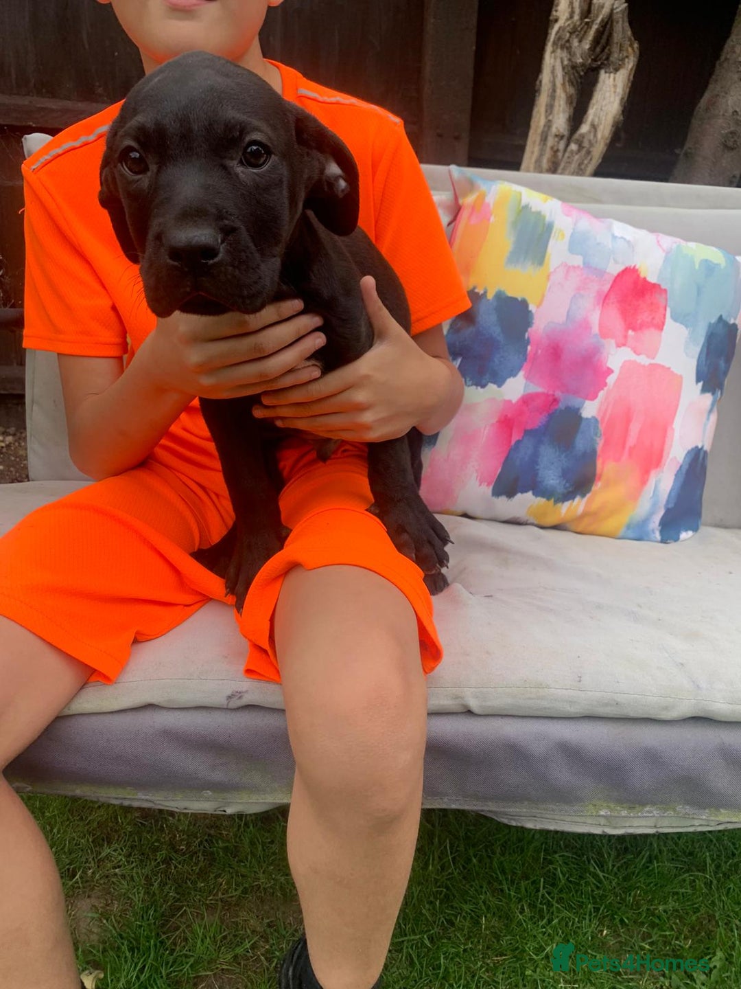 Presa Canario dogs for sale: Presa canario puppies ready now 2 boys 1 girl left - Image 10