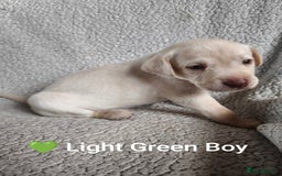 Labrador Retriever dogs for sale: Adorable Labrador Retriever Puppies  - Image 12