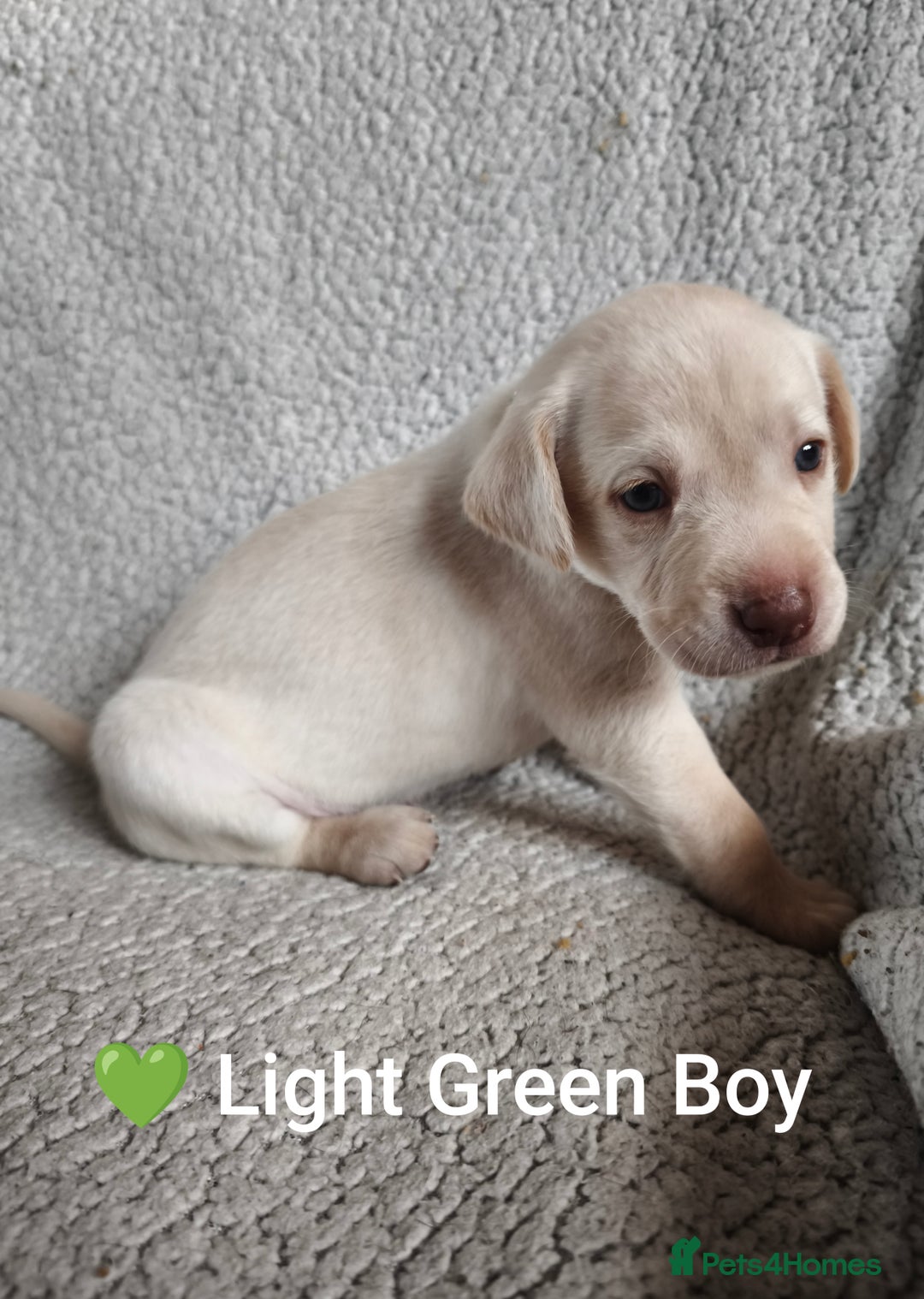 Labrador Retriever dogs for sale: Adorable Labrador Retriever Puppies  - Image 12