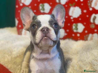 French Bulldog dogs 4 left! French bulldogs READY TO GO! - Advert 3