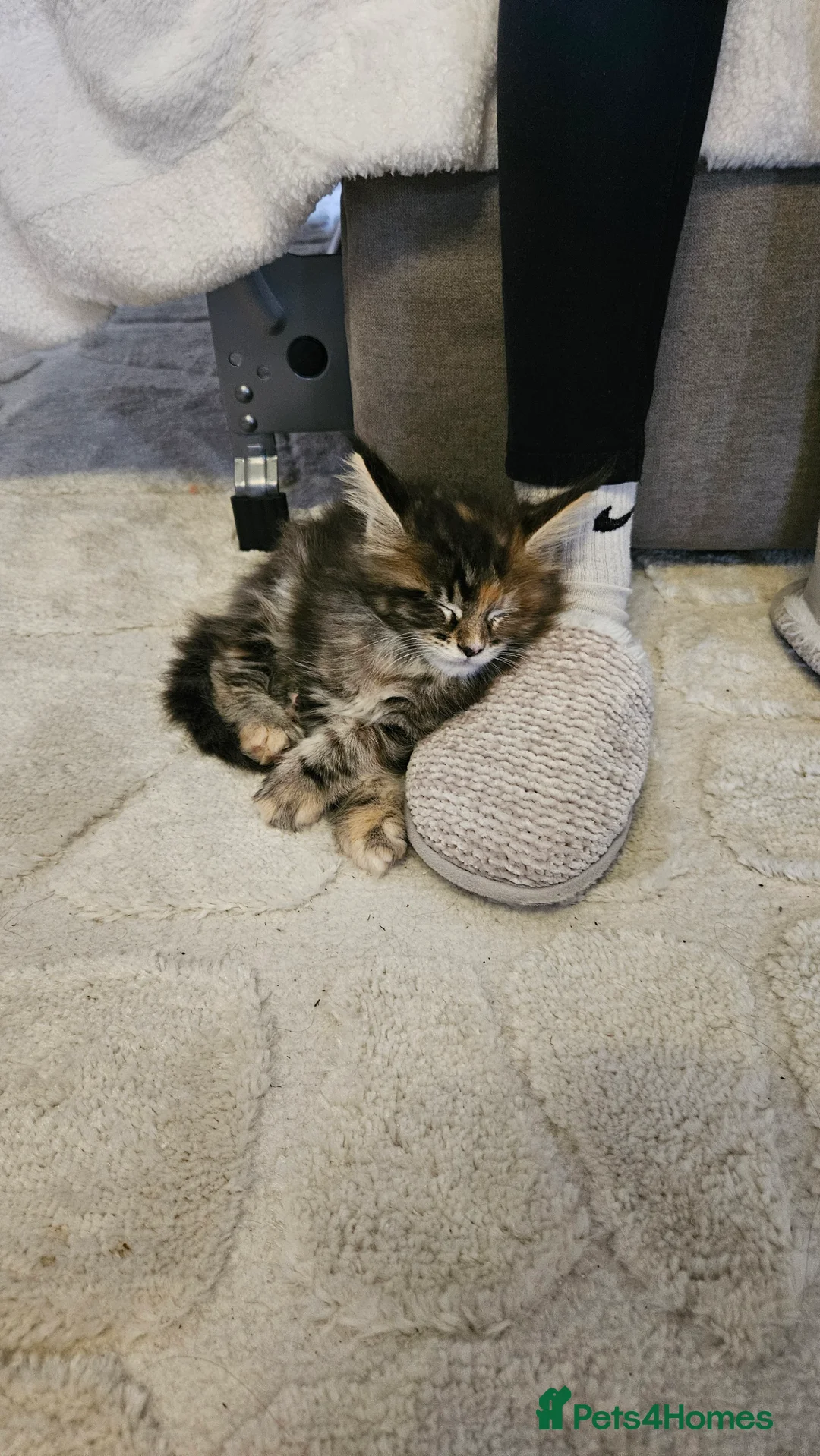 Maine Coon cats for sale: Adorable Main coon kittens - Advert 9
