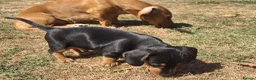 Dachshund dogs for sale: Two male dachshund puppies  in Langport - Advert 6