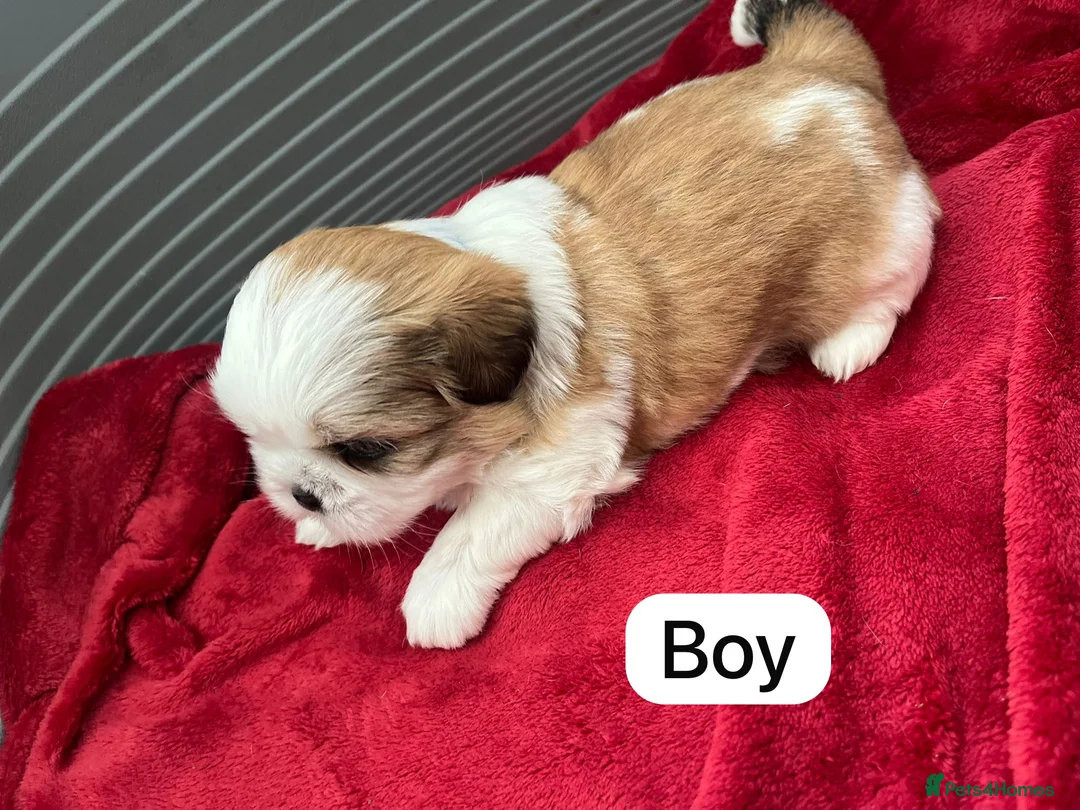 Shih Tzu dogs for sale: Imperial Shih Tzu for Sale in Wigan - Advert 6