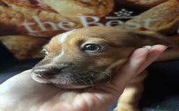 Mixed Breed dogs for sale: Puppies  - Image 10
