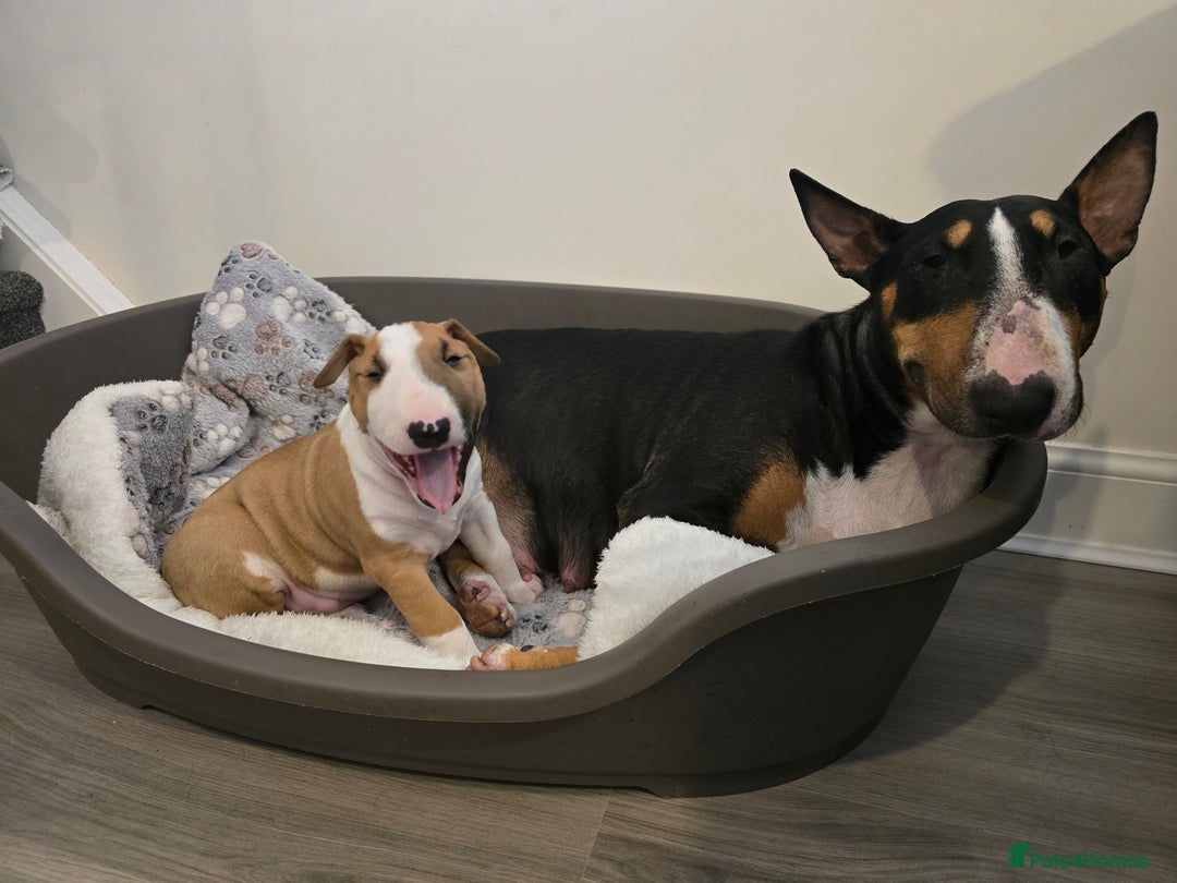 English Bull Terrier dogs for sale: Beautiful girl - Image 14