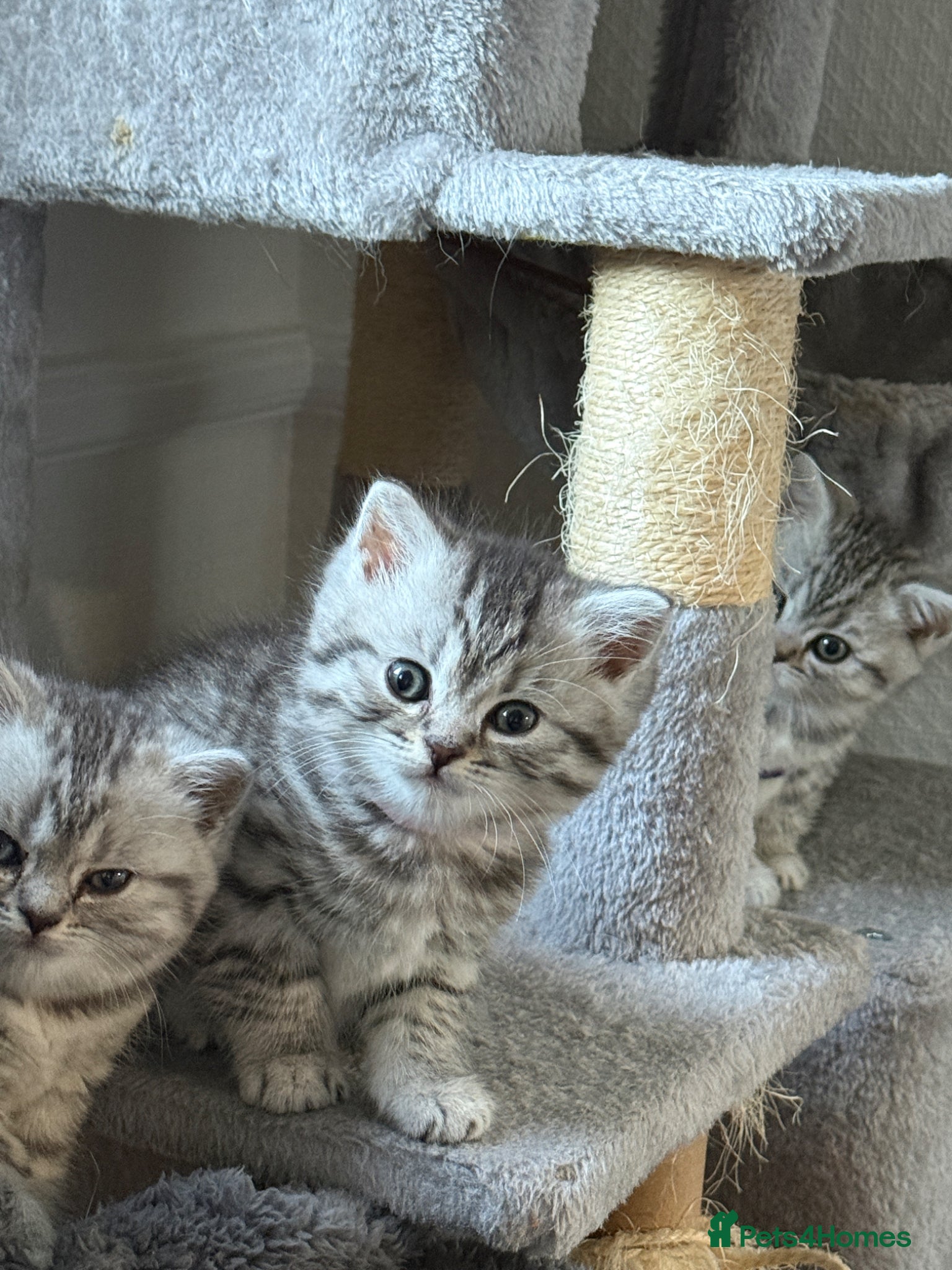 British Shorthair cats for sale: 3 females British shorthair  - Advert 3