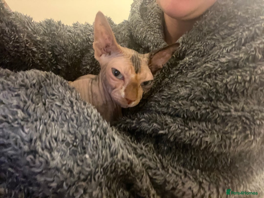 Sphynx cats for sale: SPHYNX CAT - Advert 3