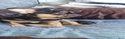 French Bulldog dogs for sale: French bulldogs  in Blackpool - Advert 17