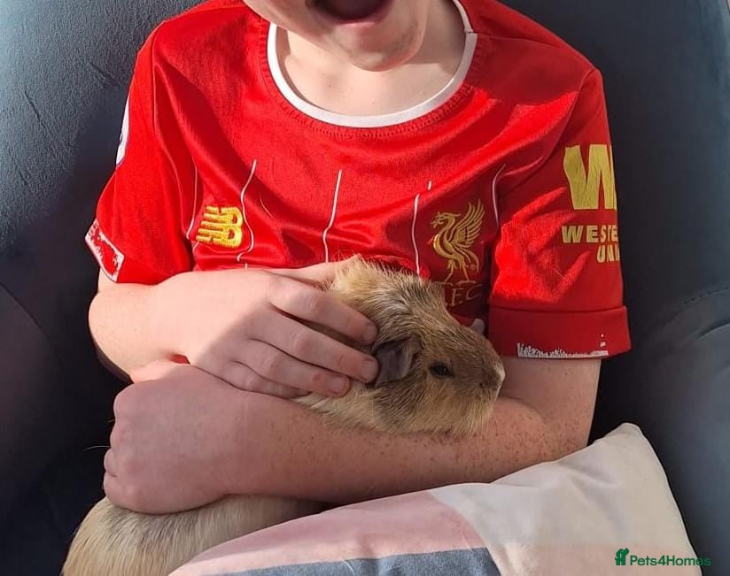 Guinea Pig rodents Two Gentle, Beautiful Female Guinea Pigs - Advert 12