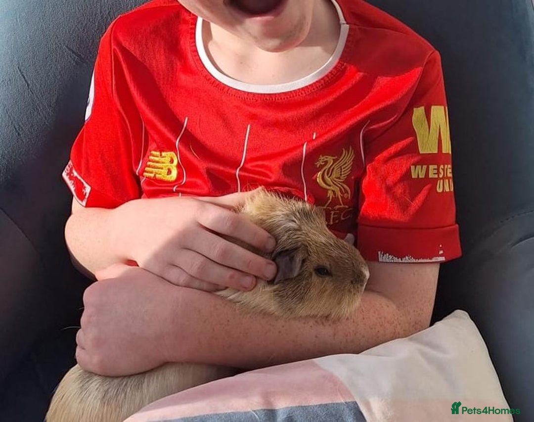 Guinea Pig rodents for sale: Two Gentle Female Guinea Pigs - Advert 1