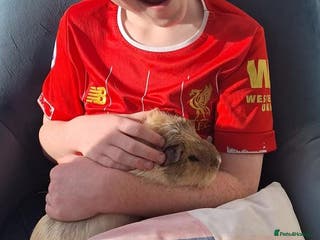 Guinea Pig rodents Sold - Two Gentle, Beautiful Female Guinea Pigs - Advert 22